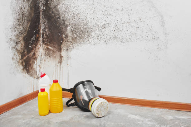 Best Mold Damage Repair  in Mill Hall, PA