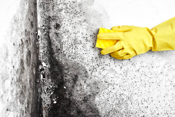 Best Emergency Mold Removal  in Mill Hall, PA