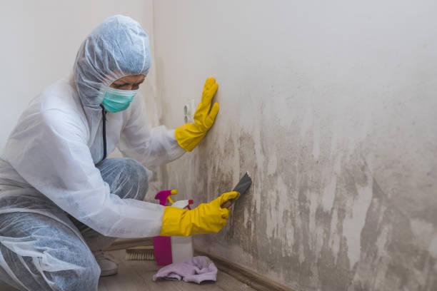 Best Certified Mold Removal  in Mill Hall, PA