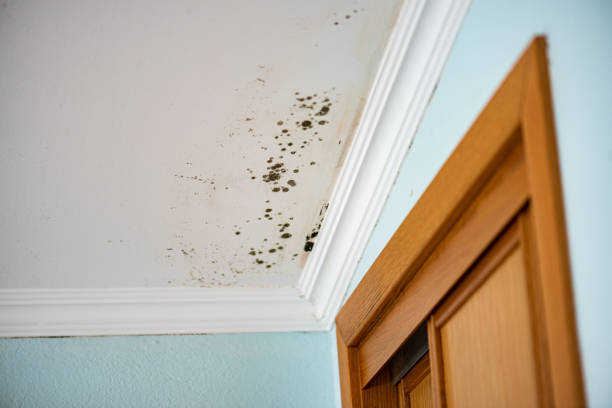 Best Crawl Space Mold Removal  in Mill Hall, PA