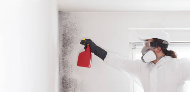 Best Mold Removal Near Me  in Mill Hall, PA