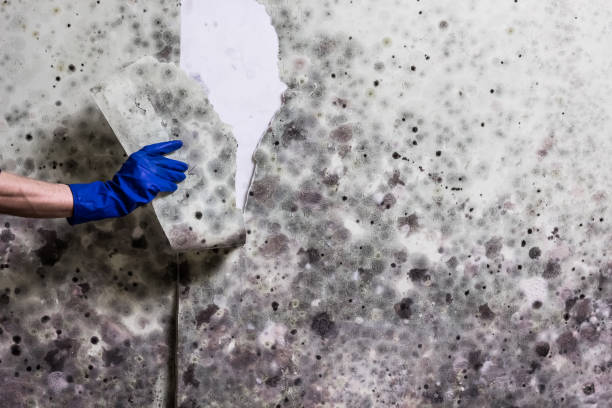 Best Mold Removal Company Near Me  in Mill Hall, PA