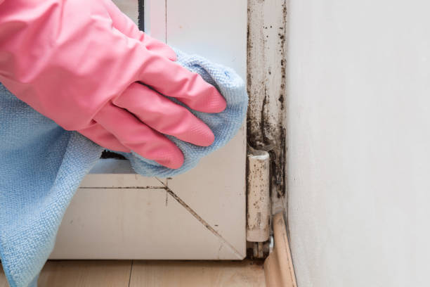 Best Affordable Mold Removal  in Mill Hall, PA